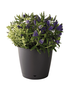 Pot en plastique Autonome Ø35cm + Soucoupe Clipsée anthracite - 16L - ECLOZ ECLOZ Pot et bac en plastique rond