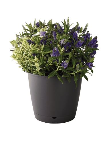 Pot en plastique Autonome Ø50cm + Soucoupe Clipsée anthracite - 47,5L - ECLOZ ECLOZ Pot et bac en plastique rond