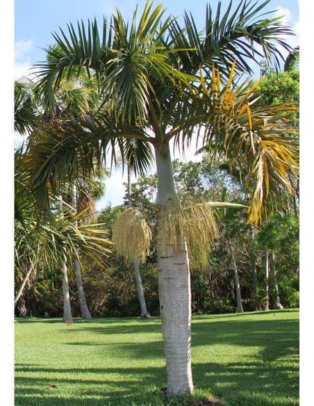 Palmier Bouteille - Hyophorbe Verschaffeltii - 20L  Palmier