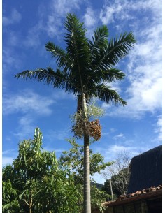 Palmier du Vanuatu - Veitchia Arecina - 20L  Palmier