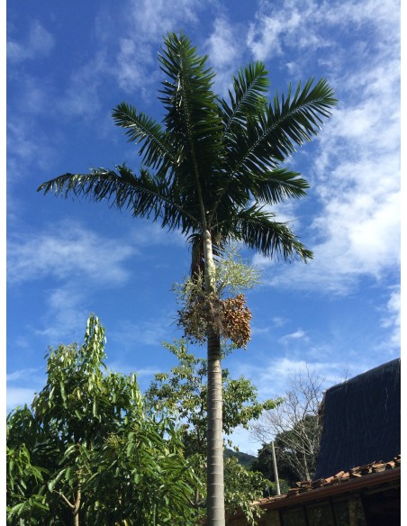 Palmier du Vanuatu - Veitchia Arecina - 20L  Palmier