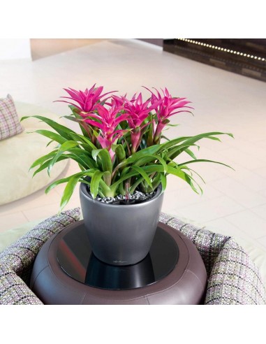 Pot à Réserve d'eau Classico Anthracite mat - LECHUZA Lechuza Pot à réserve d'eau