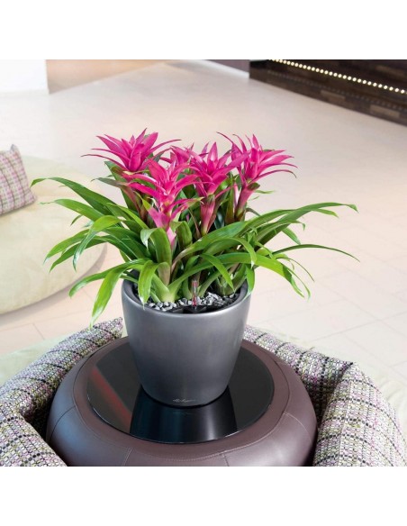 Pot à Réserve d'eau Classico Anthracite mat - LECHUZA Lechuza Pot à réserve d'eau