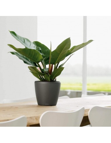 Pot à Réserve d'eau Classico Anthracite mat - LECHUZA Lechuza Pot à réserve d'eau