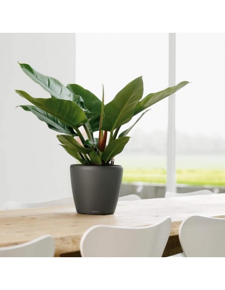 Pot à Réserve d'eau Classico Anthracite mat - LECHUZA Lechuza Pot à réserve d'eau