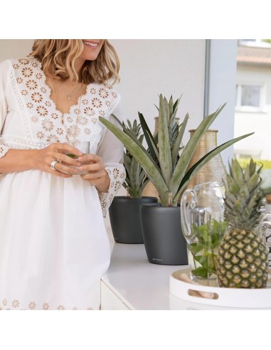 Pot à Réserve d'eau Classico Anthracite mat - LECHUZA Lechuza Pot à réserve d'eau