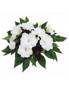 Impatiens de Nouvelle Guinée Pot de 13 cm Pépinière de la TAMOA Accueil