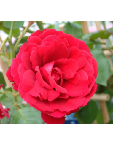 Rosier Meilland 4L Pépinière de la TAMOA Rosier