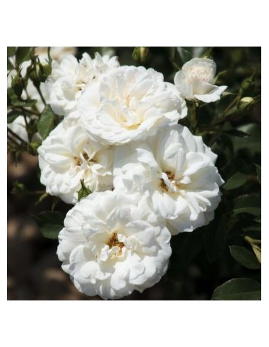 Rosier Meilland 4L Pépinière de la TAMOA Rosier