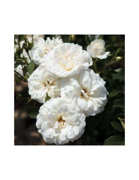 Rosier Meilland 4L Pépinière de la TAMOA Rosier