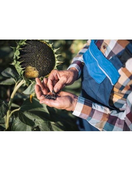 Graines BIO & locales de Tournesol - Grain House  Graines de plante fleurie