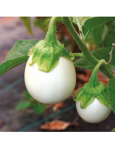 Graines BIO & locales Aubergine ronde à œufs - Grain House  Graines du potager