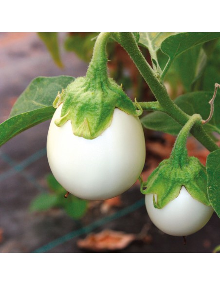 Graines BIO & locales Aubergine ronde à œufs - Grain House  Graines du potager