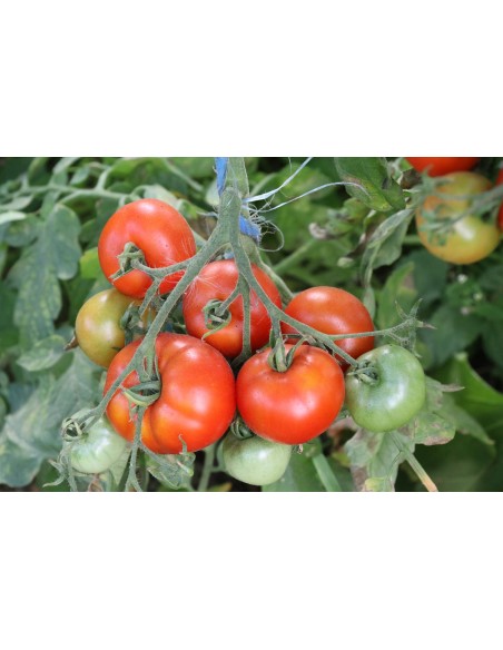 Graines BIO & locales Tomate Triomphe de Liège - Grain House  Graines du potager