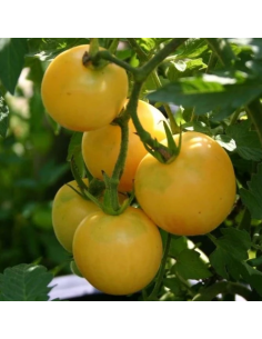 Graines BIO & locales Tomate Pêche Jaune - Grain House  Graines du potager