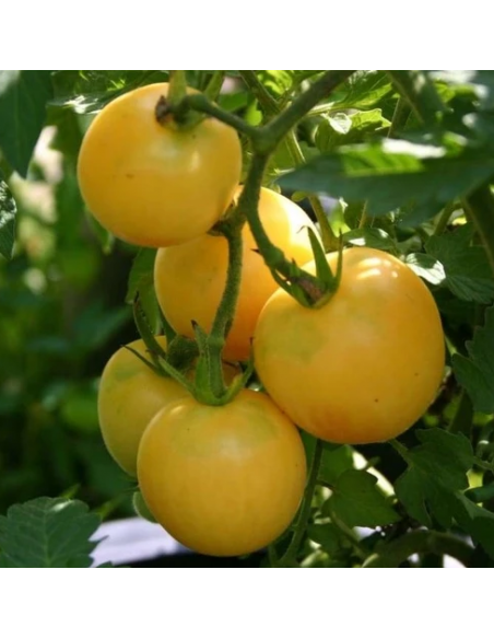 Graines BIO & locales Tomate Pêche Jaune - Grain House  Graines du potager