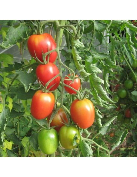 Graines BIO & locales Tomate Brésil - Grain House  Graines du potager