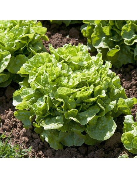 Graines BIO & locales Laitue Petite Reine de Mai - Grain House  Graines du potager