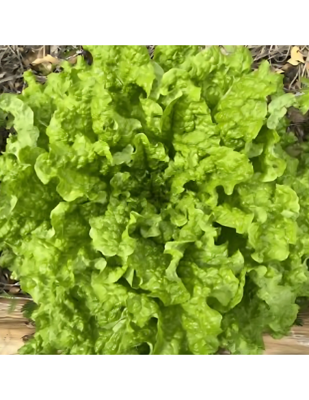 Graines BIO & locales Laitue La Belle Verte - Grain House  Graines du potager