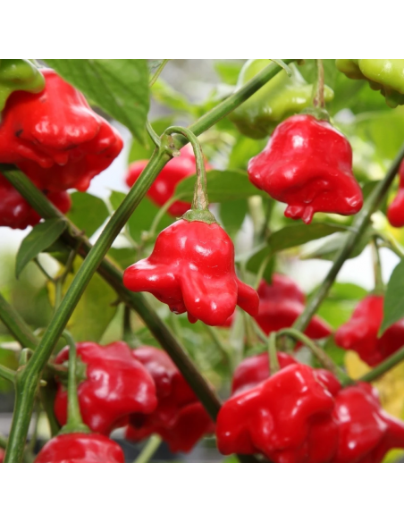 Graines BIO & locales Piment Bonnet d'Evêque - Grain House  Graines du potager