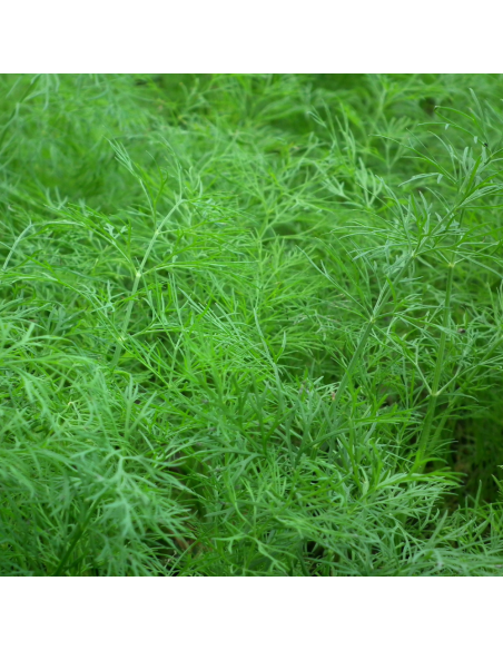 Graines BIO & locales Aneth - Grain House  Graines du potager