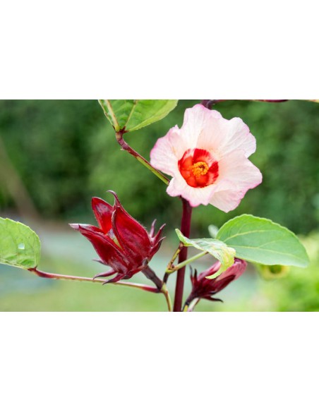 Graines BIO & locales Hibiscus Sabdariffa - Grain House