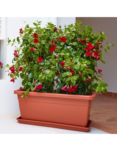 Jardinière Venezia XL 80cm couleur Terre Cuite - ARTEVASI  Pot, bac et jardinière en plastique