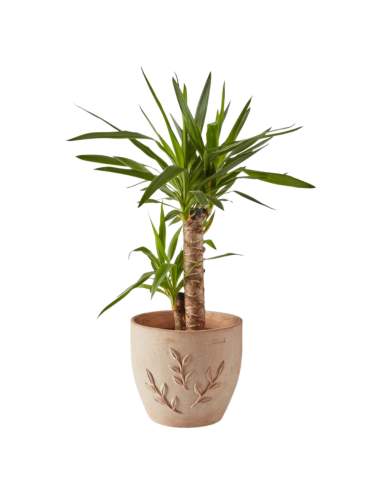 Pot en terre cuite Amano Ø22 cm - ECLOZ ECLOZ Pot et bac en terre cuite rond