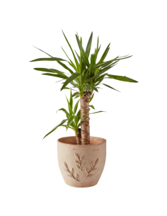 Pot en terre cuite Amano Ø28 cm - ECLOZ ECLOZ Pot et bac en terre cuite rond 2