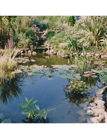 JBL Filterstart Pond 250 g JBL Soins des poissons de bassin