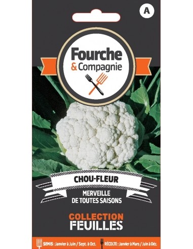 Chou-fleur merveille de toutes saisons - Fourche & Compagnie Fourche et Compagnie Graines du potager