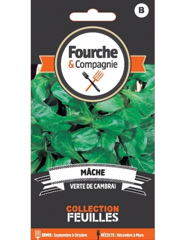 Mache verte de Cambrai - Fourche & Compagnie Fourche et Compagnie Graines du potager