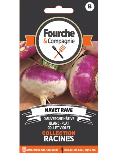 Navet rave d'Auvergne hative - Fourche & Compagnie Fourche et Compagnie Graines du potager