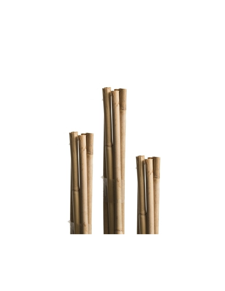 Tuteur Bambou Naturel 60 cm Windhager Tuteur bois et tuteur bambou