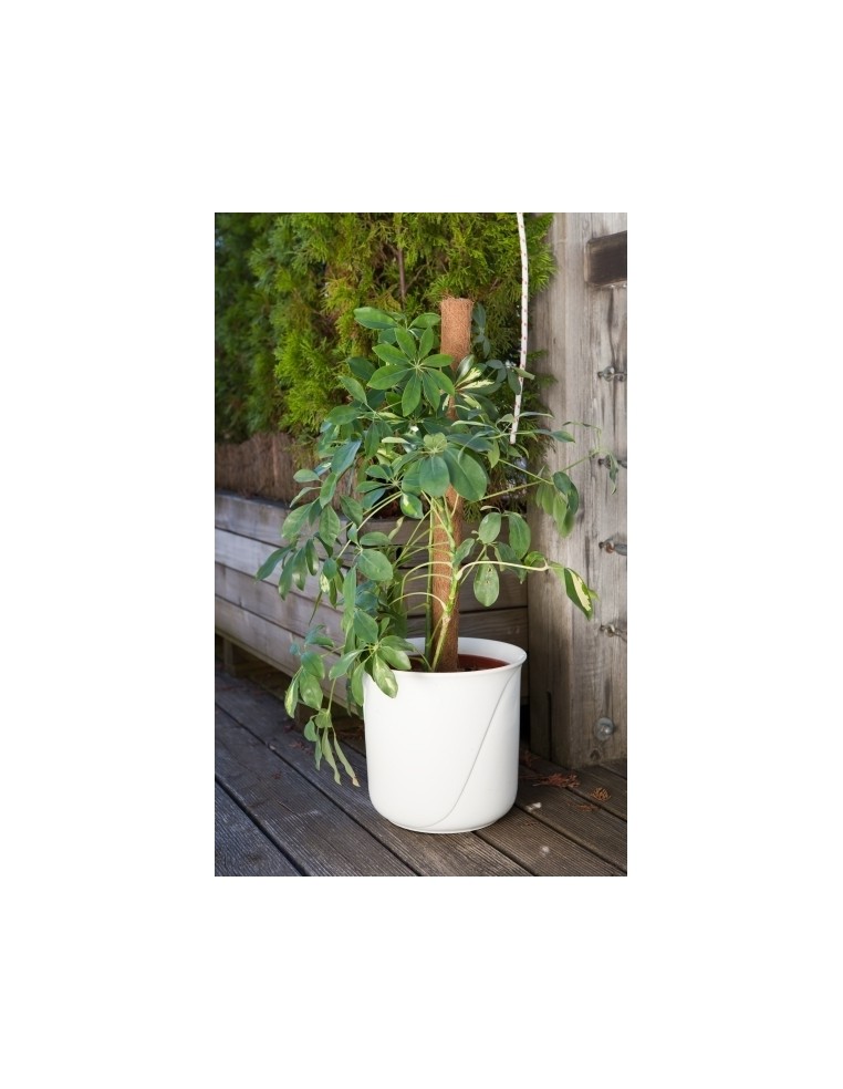 Tuteur en Fibre de Coco 60 cm Windhager Tuteur bois et tuteur bambou