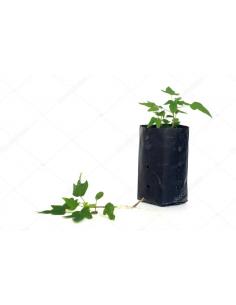 Sac Agricole 2.25 Litres Vega Matériel de Semis 2