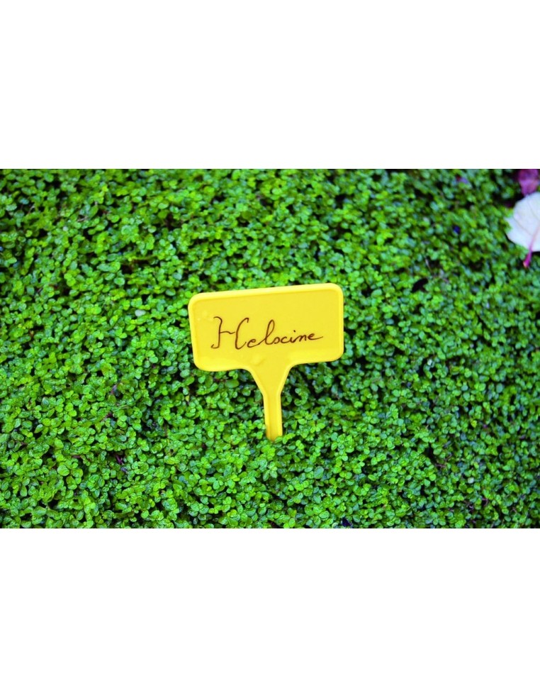 Etiquettes à planter Label 15 X 10 Nortène Matériel de Semis